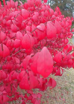 Burning Bush