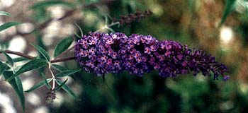 Indigo Butterfly Bush