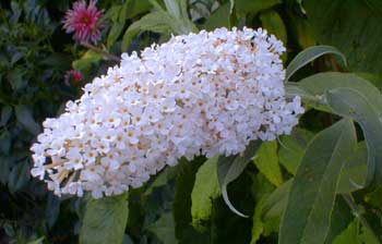 White Profusion