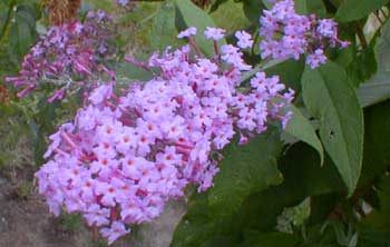 Buddleia