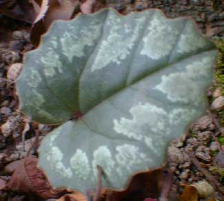 C. cilicium