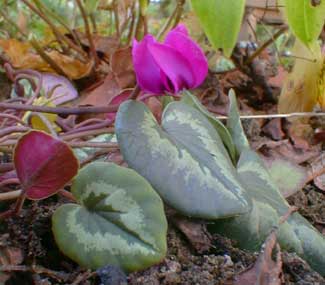 Winter Cyclamen