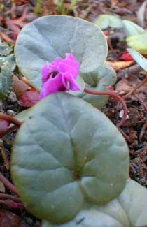 Winter Cyclamen