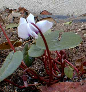 White cyclamen