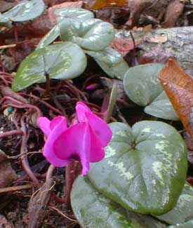 Winter Cyclamen