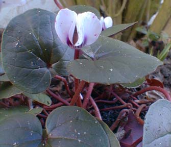 White cyclamen