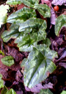 White Cyclamen leaf