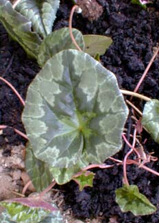 White Bigleaf Cyclamen