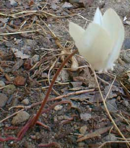 White Bigleaf Cyclamen