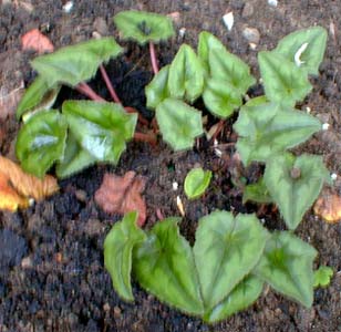 Green Elf Cyclamen