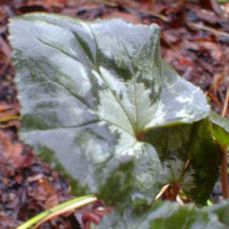 Cyclamen