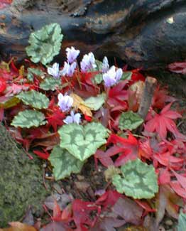 Cyclamen left of Chokecherry