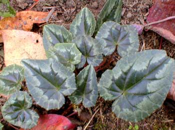 Cyclamen leaf
