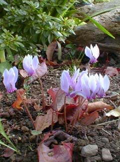 Cyclamen left of Chokecherry