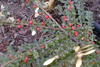 Cotoneaster horizontalis