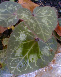 Laser Red Cyclamen