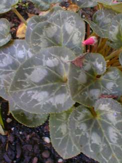 Red Cyclamen