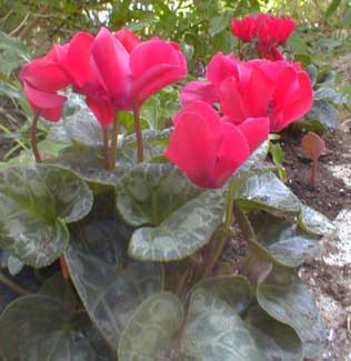 Red Cyclamen