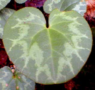 C. purpurascens