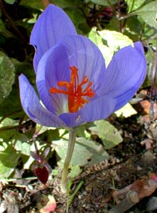 Autumn Crocus