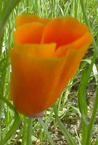 California Poppy