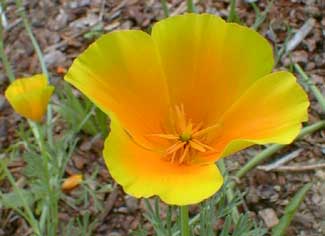 California Poppy