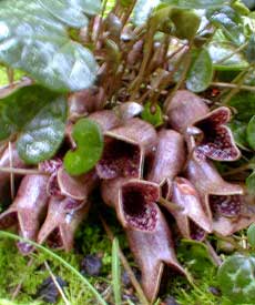 Asarum shuttleworthii