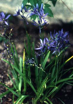 Camas