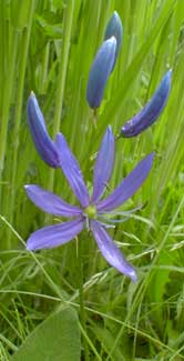 Camas