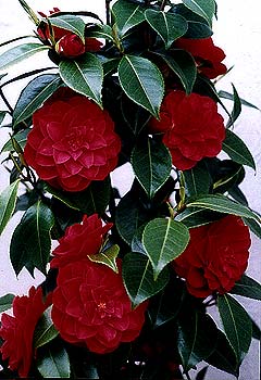 Camellia