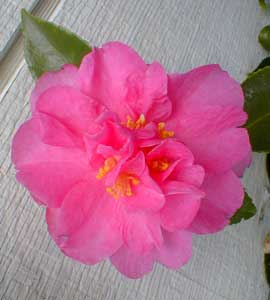 Camellia hiemalis