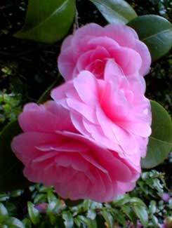 Camellia