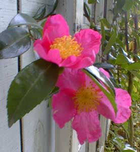 Camellia sasanqua