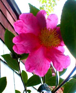 Camellia sasanqua