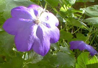 Carpathian Harebell