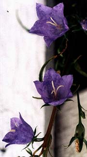 Blue Bellflower