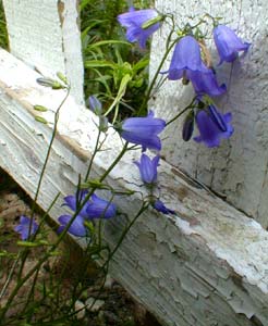 Olympica Harebells