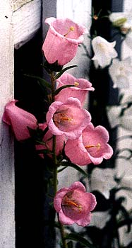 Campanula medium