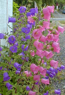 Campanula medium