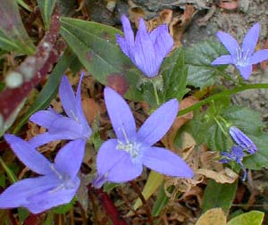 Serbian Bellflower