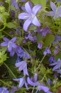 Serbian Bellflower