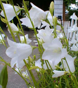 White Campanula