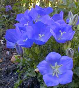 Carpathian Harebell