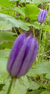 Carpathian Harebell