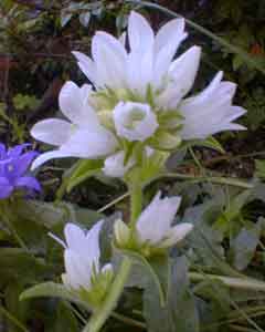 Crown of Snow