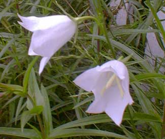 White Campanula