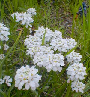 Candytuft