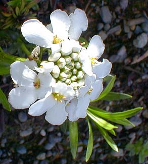 Candytuft