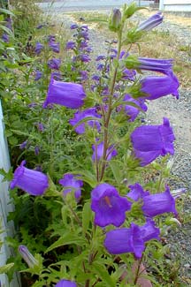 Campanula medium