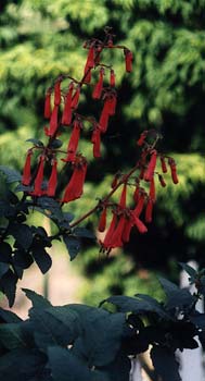 Pink Elf Cape fuchsia